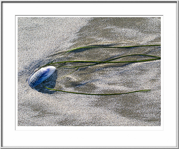 Image ID: 100-160-0 : Shell, Sand, and Seagrass 